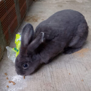 Conejos Rex